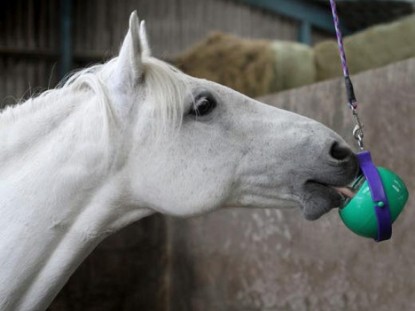 Horse Treats & Toys