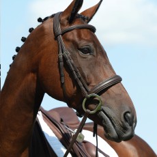 Collegiate Syntovia+ Padded Raised Cavesson Bridle (Brown)