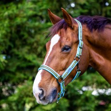 Weatherbeeta Coordinate Headcollar (Light Blue/Black/Yellow)