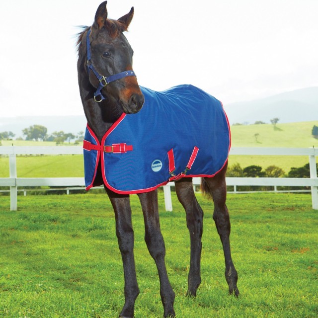 Weatherbeeta 1200D Foal Turnout Standard 220g Medium (Navy/Red/White)