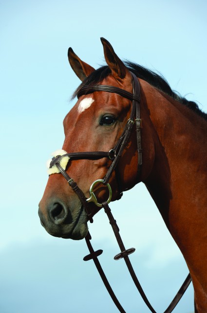 Collegiate Syntovia+ Padded Raised Figure 8 Bridle (Brown)