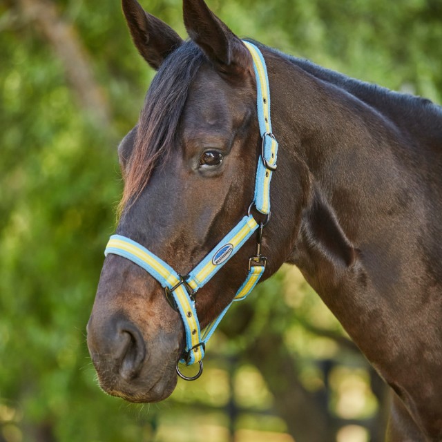 Weatherbeeta Coordinate Headcollar (Light Blue/Gold/Sand)